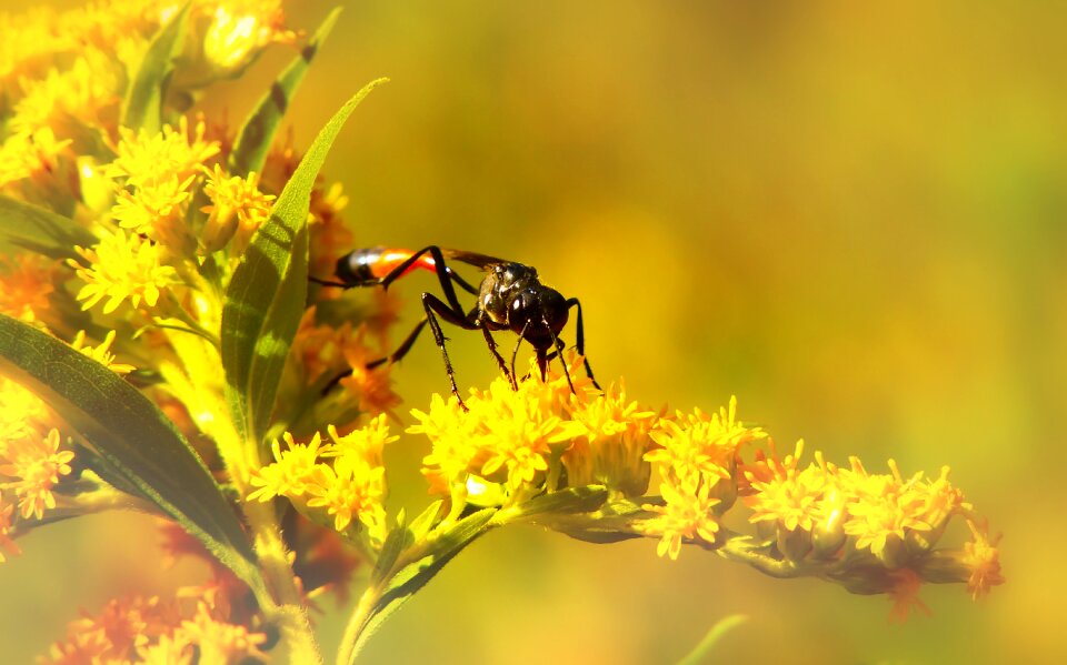Flower animals nature