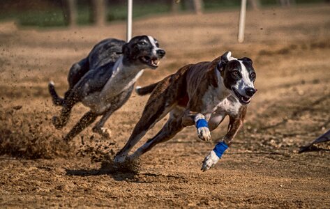 Race sport hundesport photo