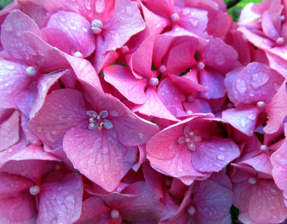 Summer flower hydrangea