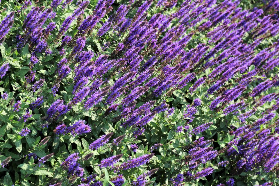 Decoration bloom spring