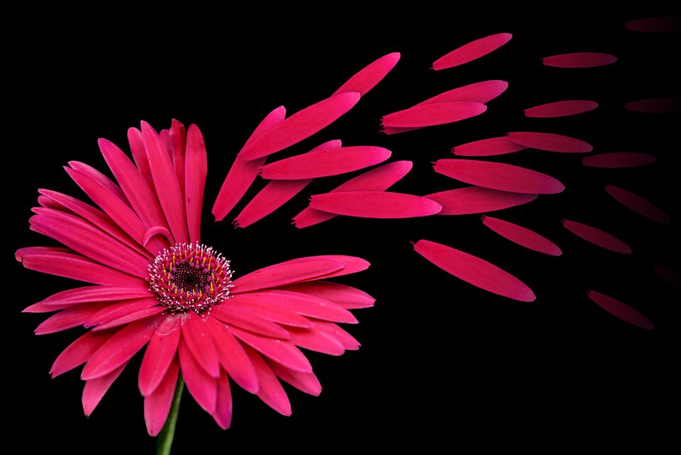 Nature beautiful petal