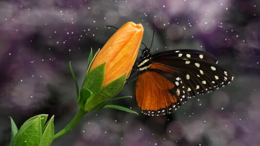 Nature insect harmony
