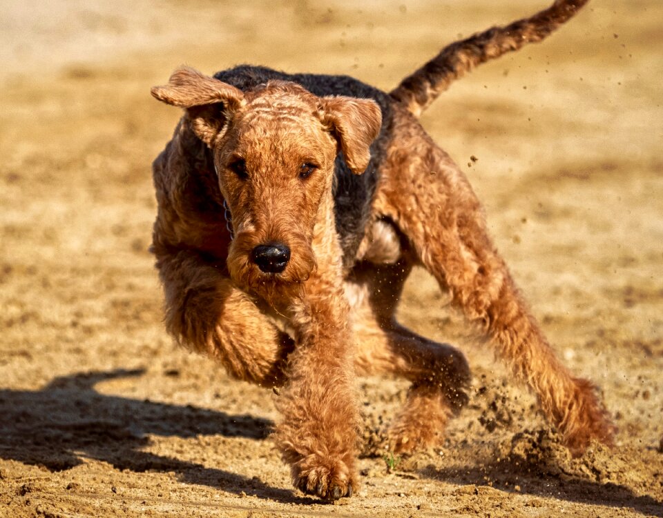 Race sport hundesport