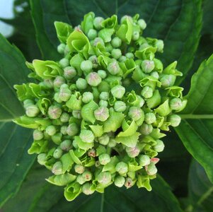 Flower flower buds nature