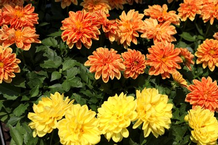 Yellow orange decoration