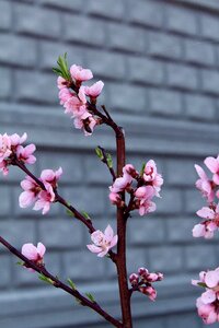 Nice flowers petals