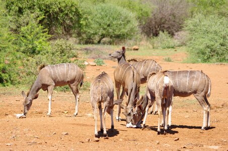 Wildlife buck kudu photo
