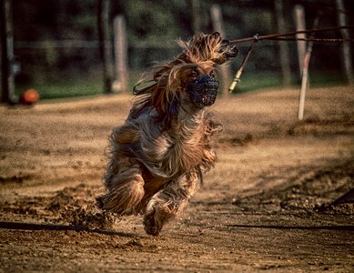 Race sport hundesport