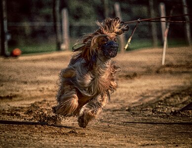 Race sport hundesport photo