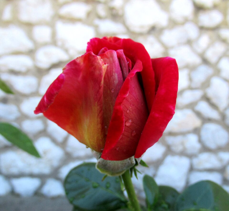 Rose flower blooms at