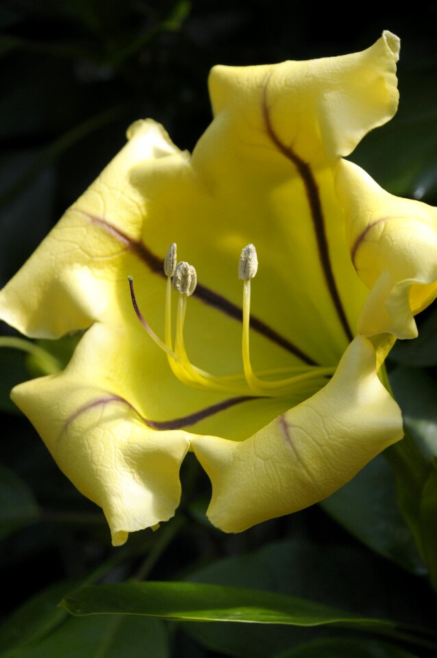 Botanical nature botany