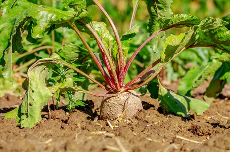 Field agriculture root vegetables