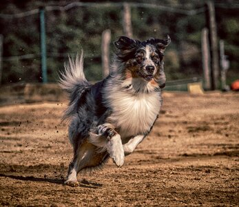 Race sport hundesport photo