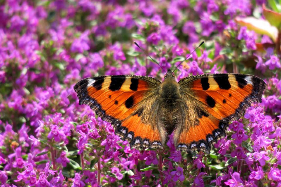 Insect butterflies flight insect