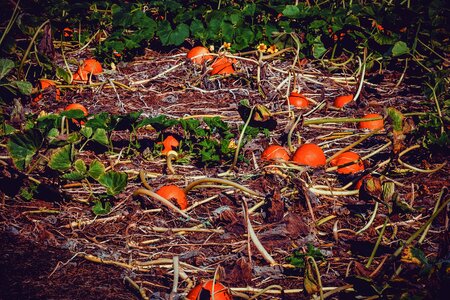 Autumn vegetables plant