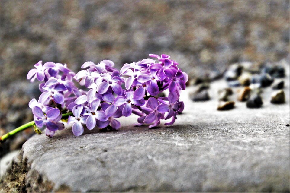 Plant blooming season