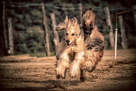 Race sport hundesport photo