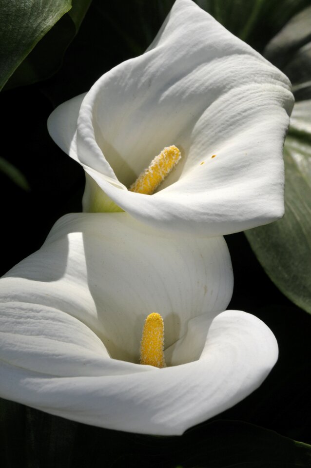 Botanical nature botany