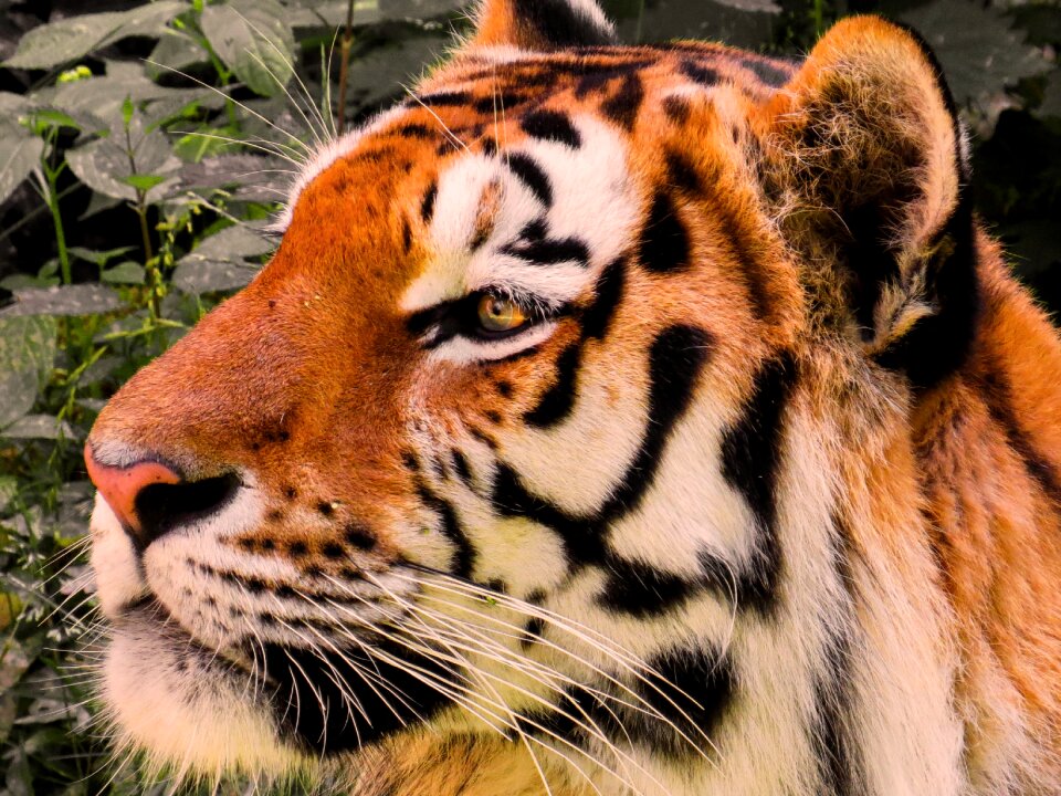 Amurtiger cat predator