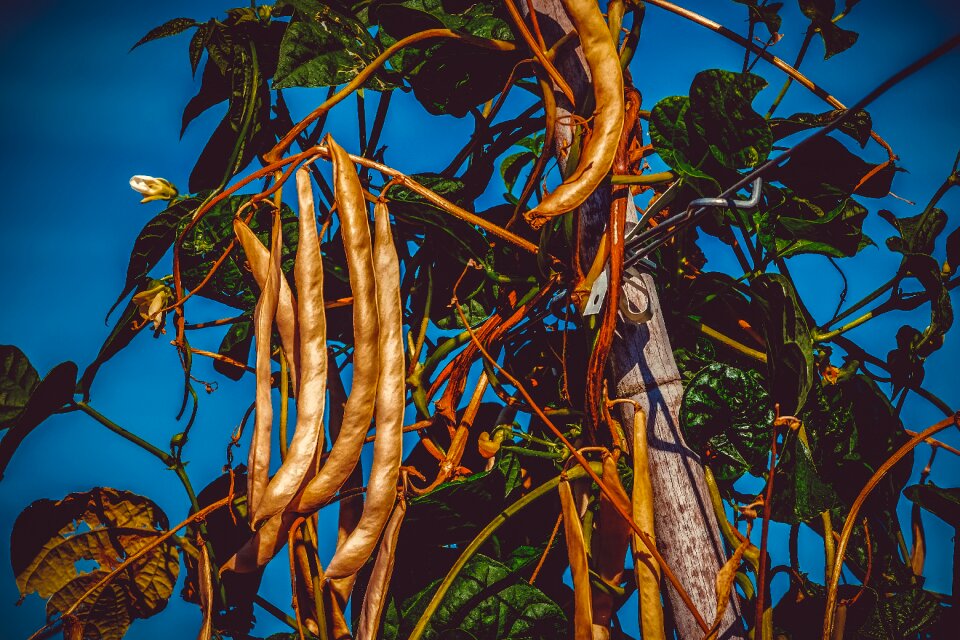 Pole beans vegetables bio