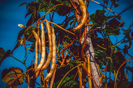 Pole beans vegetables bio