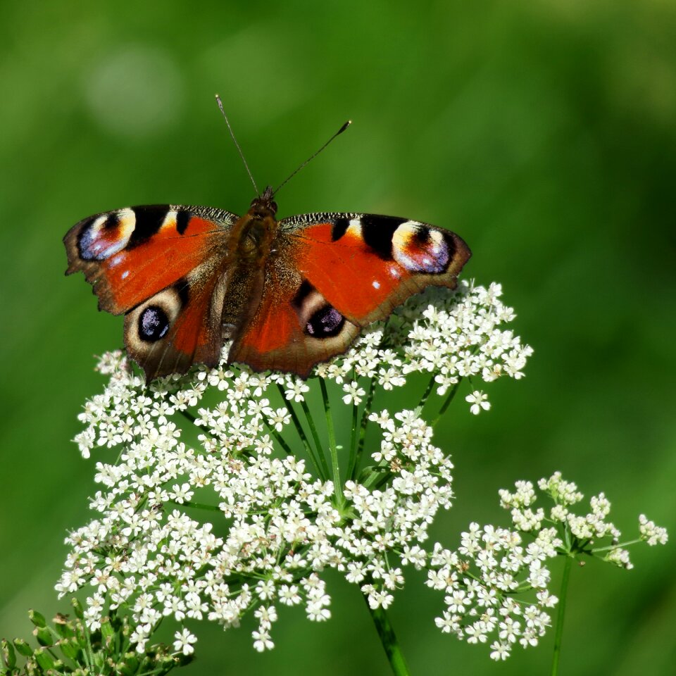 Insect butterflies flight insect
