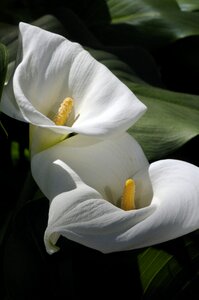 Botanical nature botany