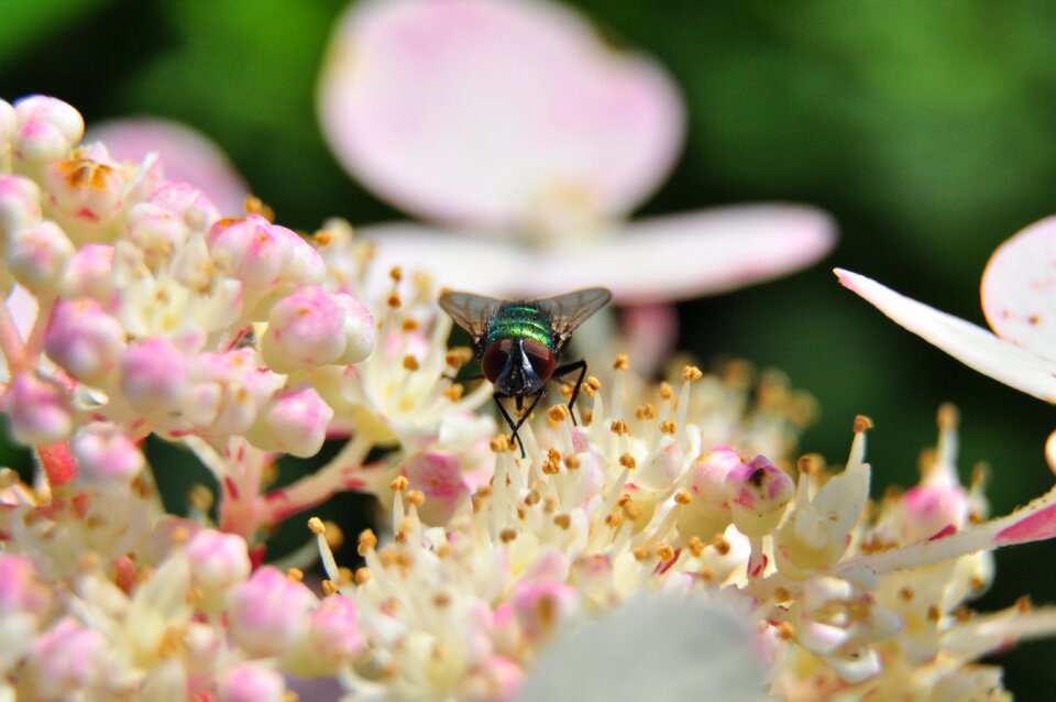 Garden insect nature