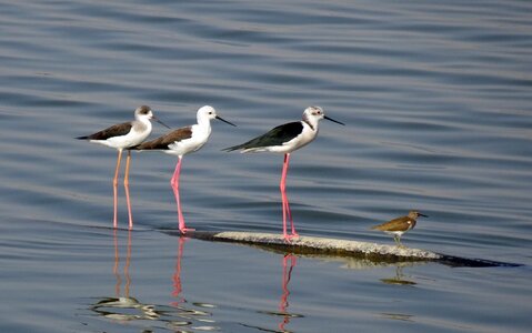 Pied stilt himantopus himantopus long-legged