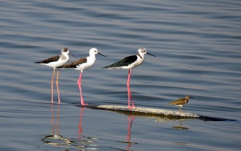 Pied stilt himantopus himantopus long-legged photo