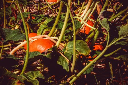 Autumn vegetables fruit