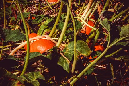 Autumn vegetables fruit photo