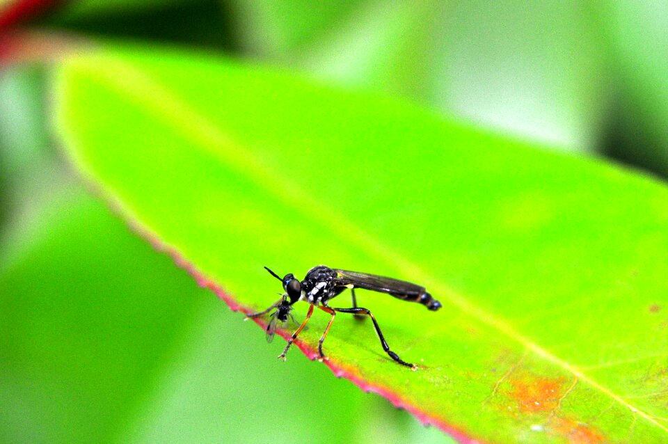 Insect macro flight insect fly