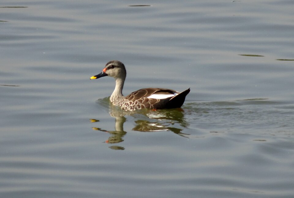 Wildlife spot-billed duck swimming
