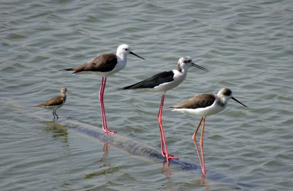 Pied stilt himantopus himantopus long-legged