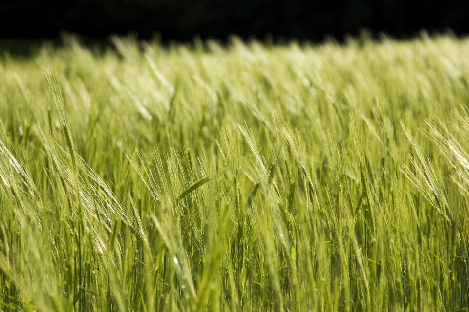 Pastures harvest nature