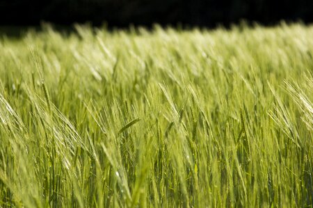 Pastures harvest nature