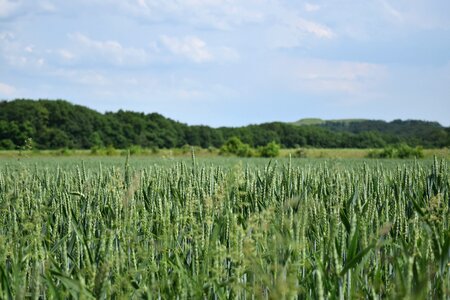 Grain harvest farm