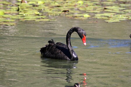 Black red white