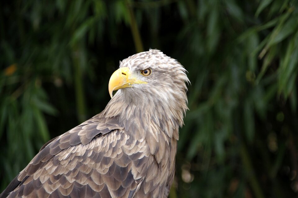 Bird of prey raptor bill photo