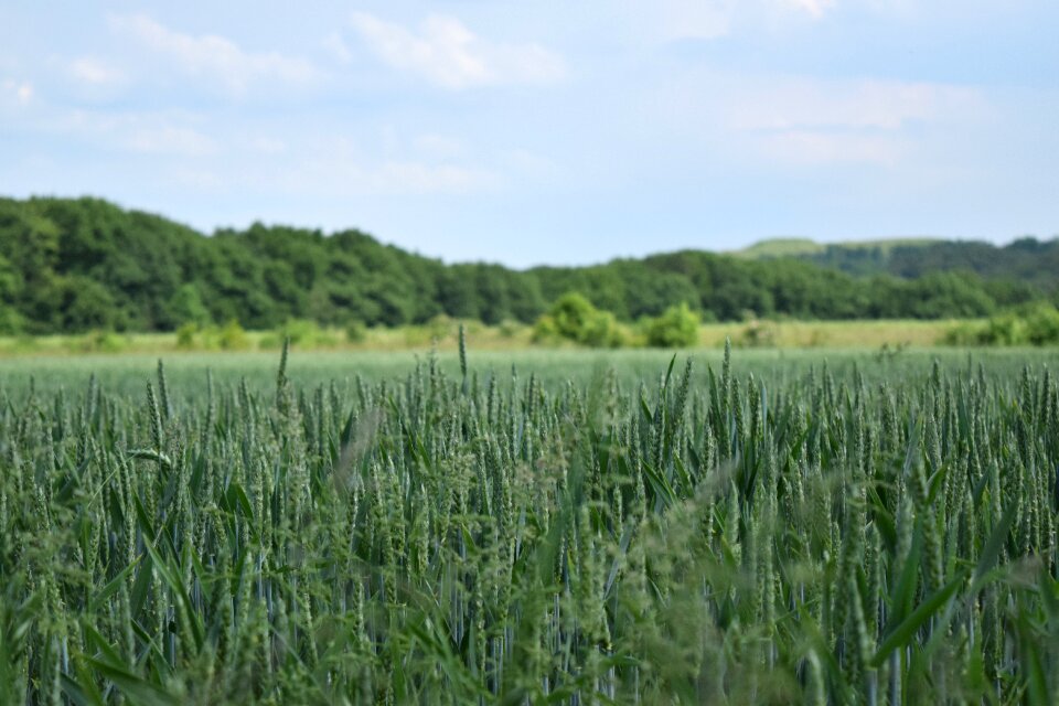 Grain harvest farm