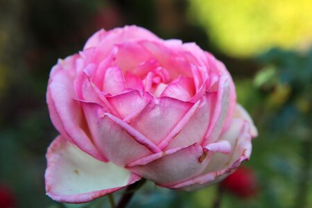 Pink rosebush flower photo