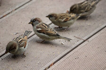 Nature field sparrow plumage photo