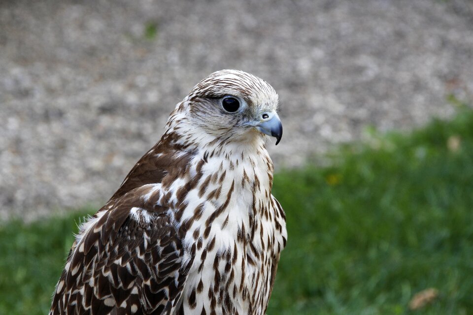 Nature animal world raptor