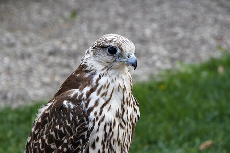 Nature animal world raptor photo