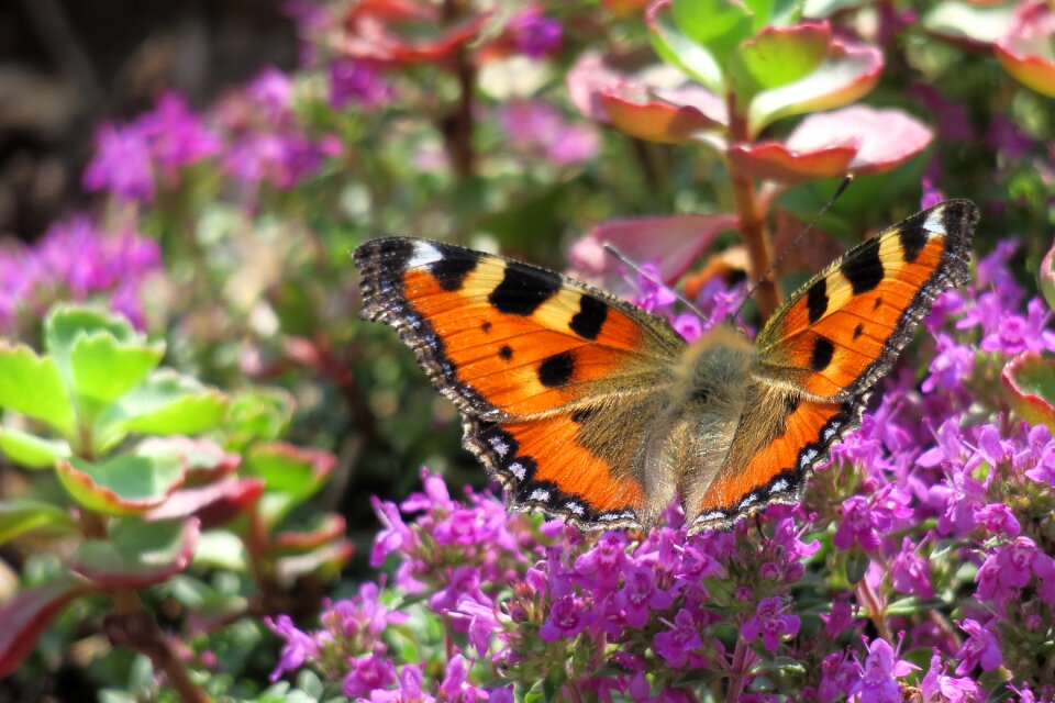 Butterflies summer edelfalter