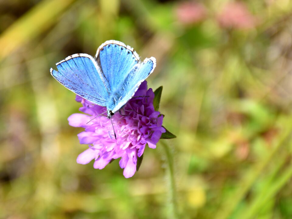 Plant close up blue