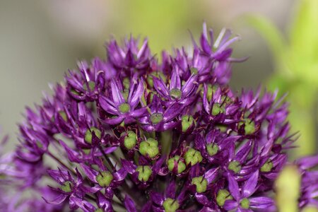 Flowers purple bees photo