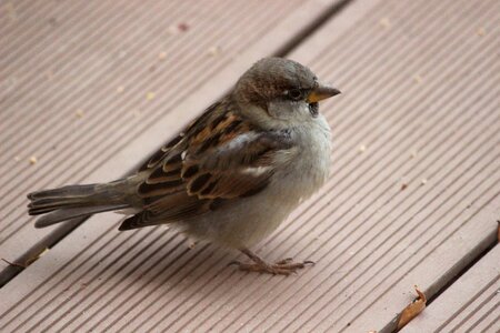 Animal world nature field sparrow