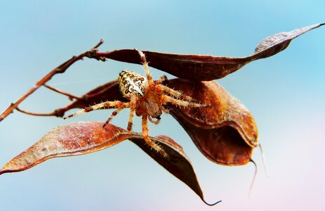 Arachnids plant leaf